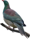 carousel chooser